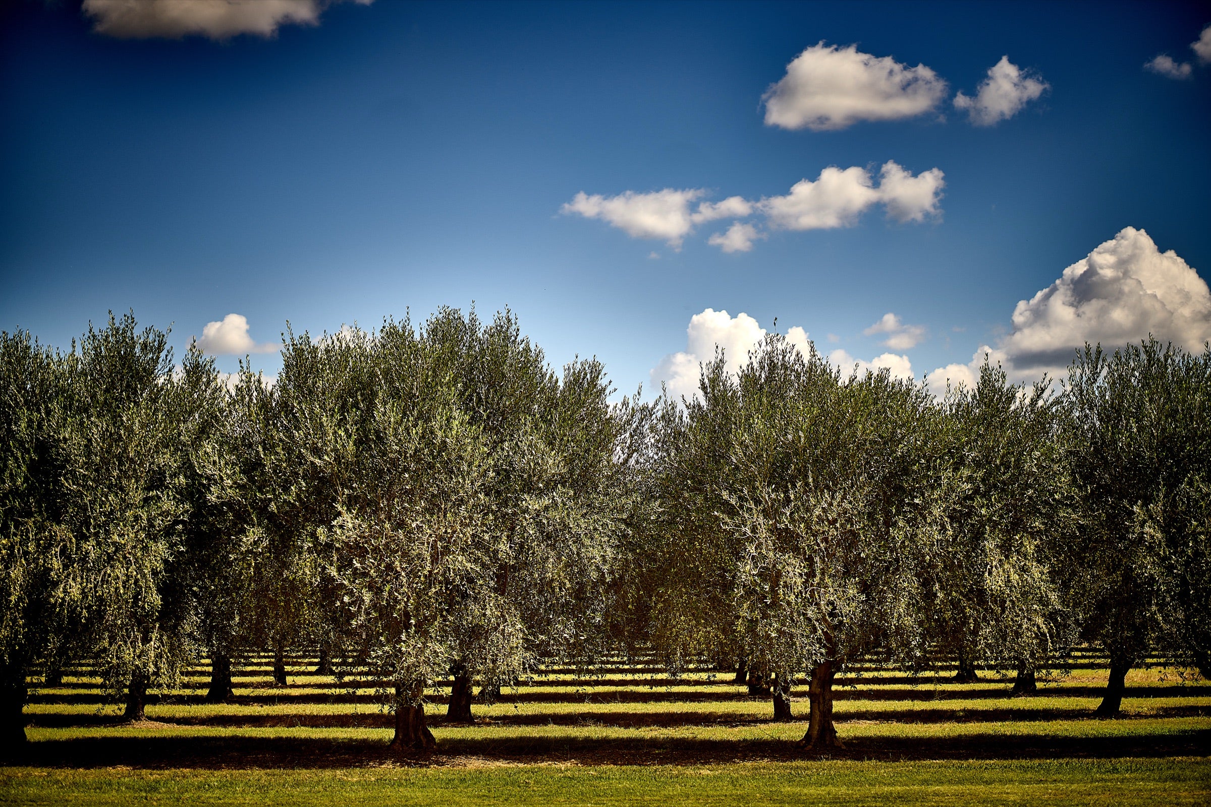 Olive trees at Pukara Estate under a blue Australian sky